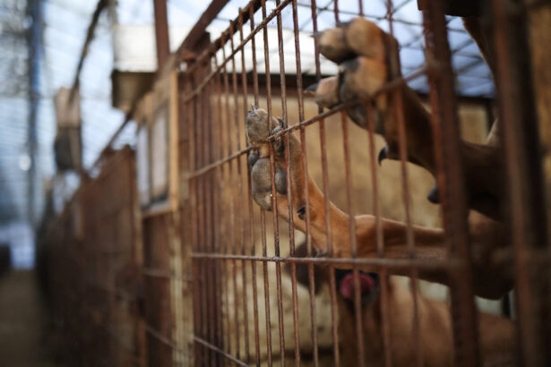 Dog meat farming has been banned in South Korea, but apparently farmers are not happy about it.  Here are all the details.